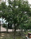 Apfelbaum im Garten - 