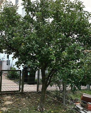 Apfelbaum im Garten - 
