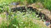 Teich - 