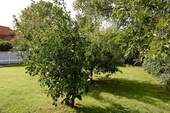 Obstbäume - 