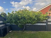 Garten / Weinstock - 