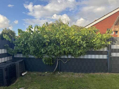 Garten / Weinstock - 