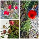 Gartenrosen - 