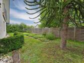 Gartenbereich mit exotischer Araukarie - 