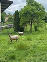dazugehöriges Grundstück hinter dem haus - 