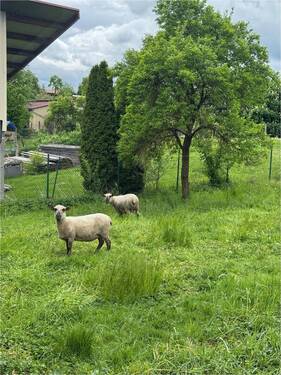 dazugehöriges Grundstück hinter dem haus - 