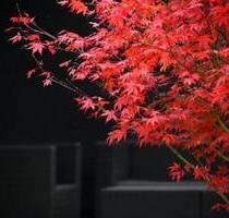 Exklusive Shisha BarLounge in Lörrach zu vermieten.