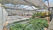 Gewächshaus (2) - 