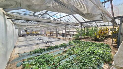 Gewächshaus (2) - 
