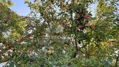 Obstbaum - 