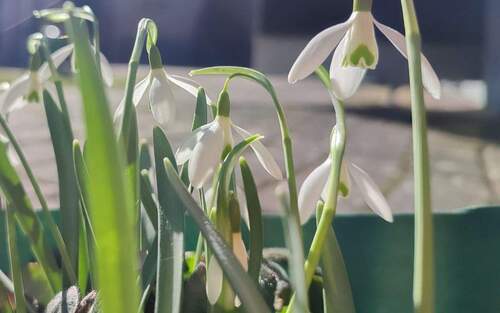 Frühlingsprojekt - Der Frühling steht vor der Tür...Finnhütte in Groß Särchen