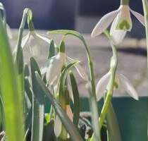 Der Frühling steht vor der Tür...Finnhütte in Groß Särchen - Lohsa