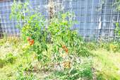 Gartenansicht - 