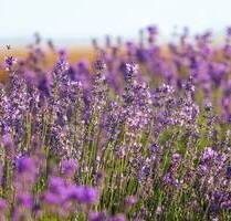 Baugrundstück an Premium Lage in Lörrach Stetten!