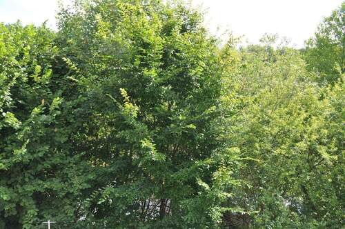 Blick Richtung See.JPG - 4 Zimmer Einfamilienhaus zum Kaufen in Geithain