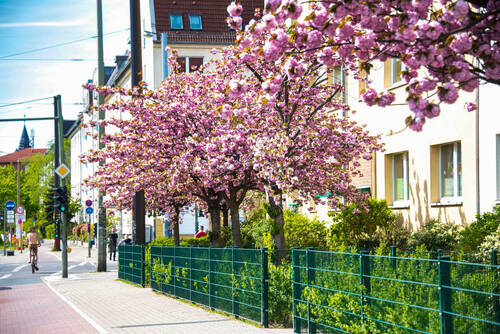 Koepenick - 