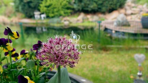 start - ***Haus mit zwei Wohneinheiten, großem Garten, Teich und vielen Extras***