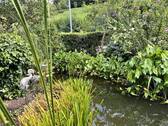 Teich - 