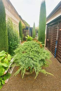 Garten hinter dem Haus - 