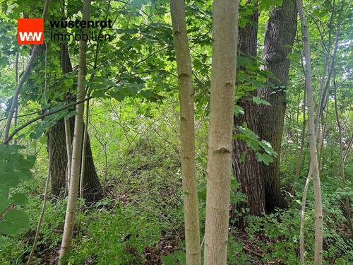 Baumbewuchs - Grundstück zum Kaufen in Petershagen/Eggersdorf