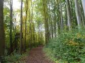 Waldweg - 