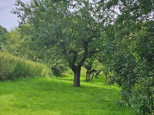 Obstwiese - 