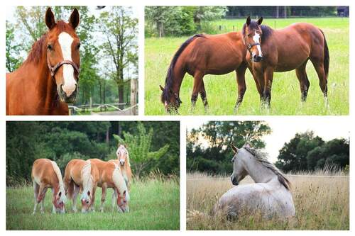 Für Pferdeliebhaber und Reitsportbegeisterte - 8 Zimmer Mehrfamilienhaus, Wohnhaus zum Kaufen in Buchholz