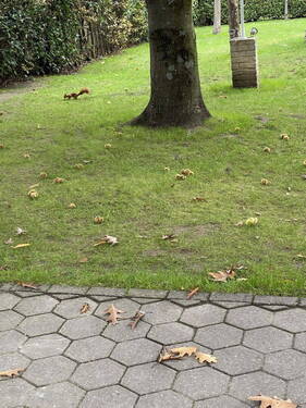 fröhliche Gartenbewohner - 