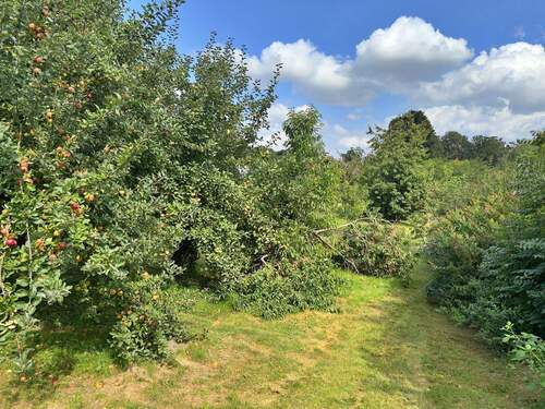 Garten mit Obstbäumen - 