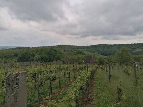 Haus + Trauben von Norden - 