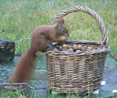 Nachbarn aus dem Wald - 