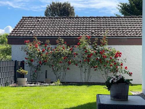 Sommertraum-Garten - 