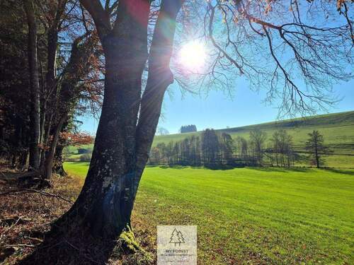 Waldverkauf-ostallgaeu_10.jpg - 