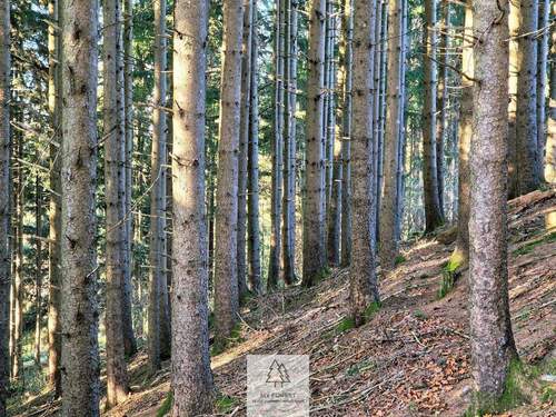 Waldverkauf-ostallgaeu_19.jpg - 