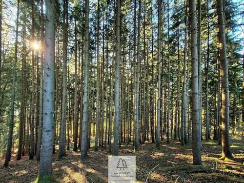 Waldverkauf-ostallgaeu_23.jpg - 