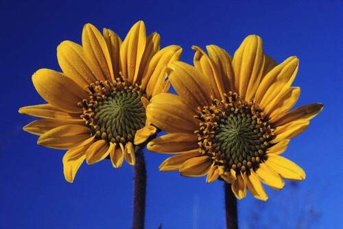 Bild 3 - 3 Zimmer Bungalow in Berlin-Kladow