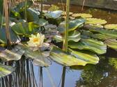 traumhafte Teichimpressionen - 