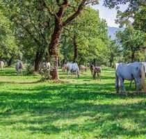 Nähe Altenkirchen in ruhiger Lage: Kernsaniertes Backsteinhaus mit Nebengebäuden und ca. 8 ha Eigenland, ideal zur Pferde- und Tierhaltung! - Altenkirchen (Westerwald) Gieleroth
