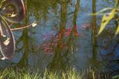 Teich - 