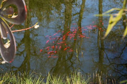 Teich - 