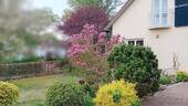 Blick in den vorderen Garten - 6 Zimmer Einfamilienhaus zum Kaufen in Donauwörth