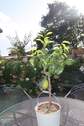 Terrasse - 