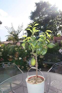 Terrasse - 