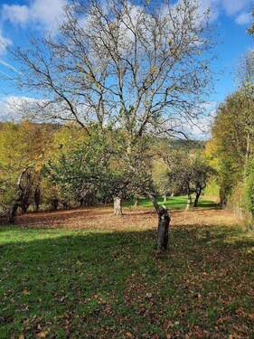 Grundstück und Obstbäume - Grundstück in Würzburg zum Kaufen
