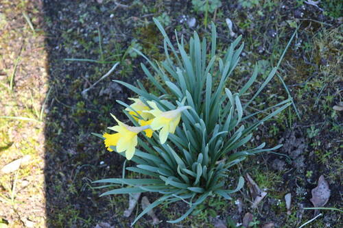 Frühlingserwachen - Einfamilienhaus mit 178,00 m&sup2; in Welle zum Kaufen