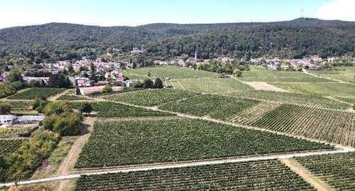 Blick Weinberge-Haardt-Pfälzerwald - Doppelhaushälfte mit 172,60 m² in Neustadt zum Kaufen