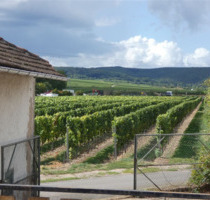 Zwei Häuser mit Weinbergsblick - sanierungsbed. Schmuckstück - Herxheim am Berg