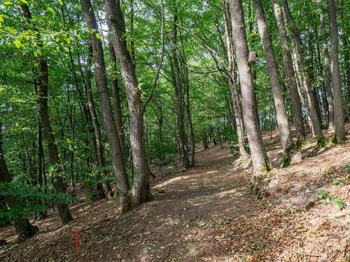 Grundstück_Waldstück - 