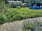 Garten - 4 Zimmer Einfamilienhaus zum Kaufen in Müllrose