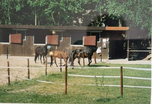 Stallanlage - 5 Zimmer Einfamilienhaus zum Kaufen in Oetzen